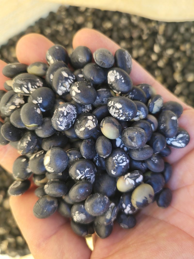 장터 상품 [B급 서리태 판매] 썸네일