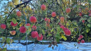 과수(부사)님의 연말인사 같이해요💕 · 참여글 작성글 사진