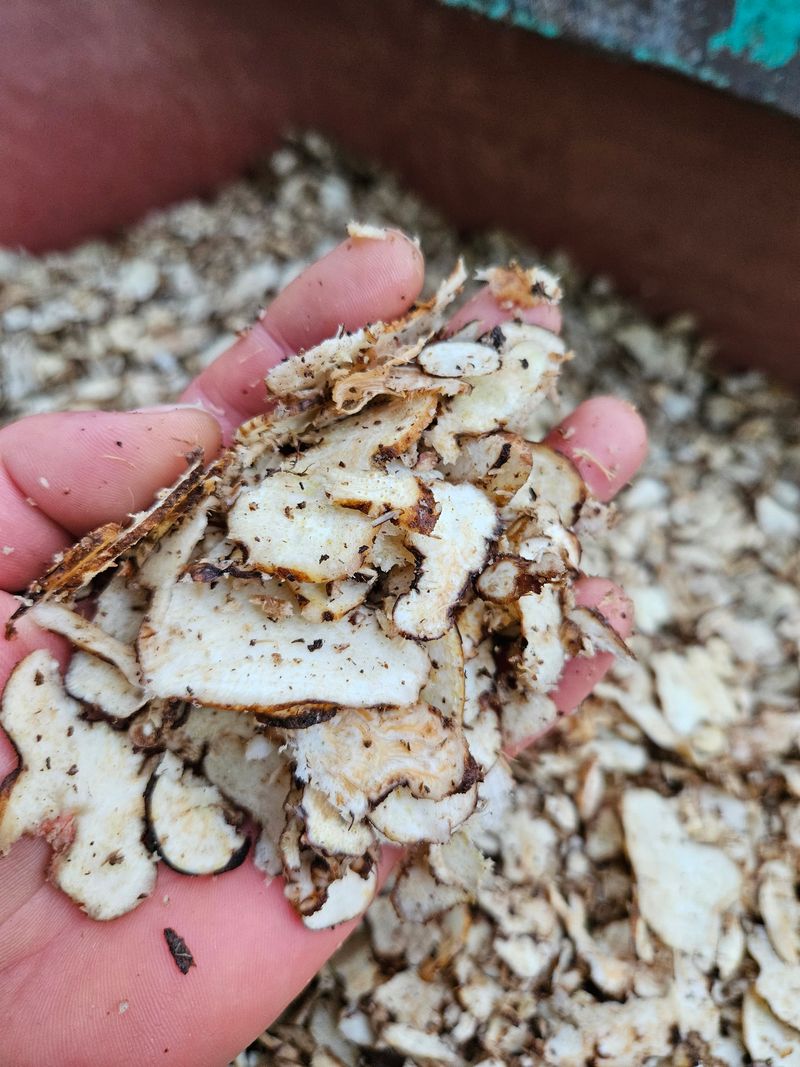 해피니스님의 장터 판매 상품 [백출] 첨부 사진