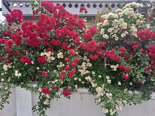 동남아님의 👍올해 나의 최고 자랑은? · 참여글 작성글 사진