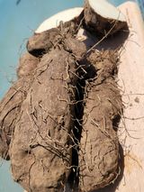 팜모닝 · 게시글 이미지