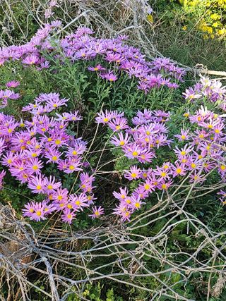 두메농원님의 연말인사 같이해요💕 · 참여글 작성글 사진