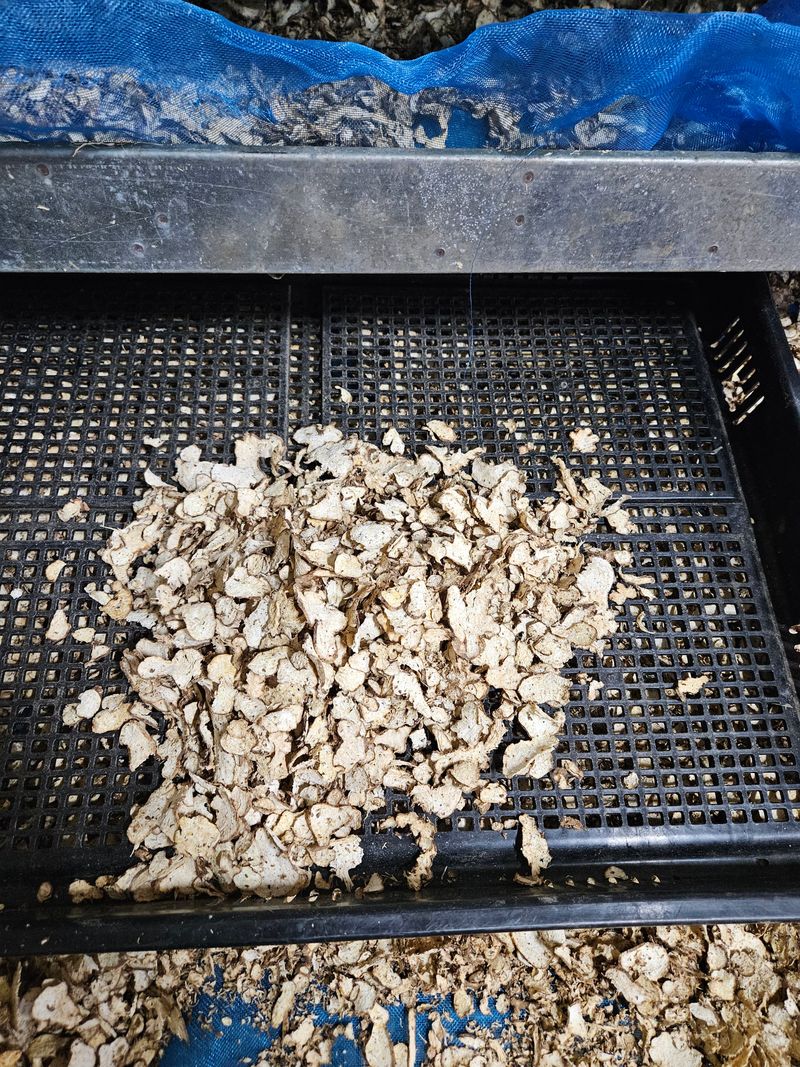 해피니스님의 장터 판매 상품 [백출] 첨부 사진