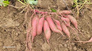 김홍연님의 👍올해 나의 최고 자랑은? · 참여글 작성글 사진