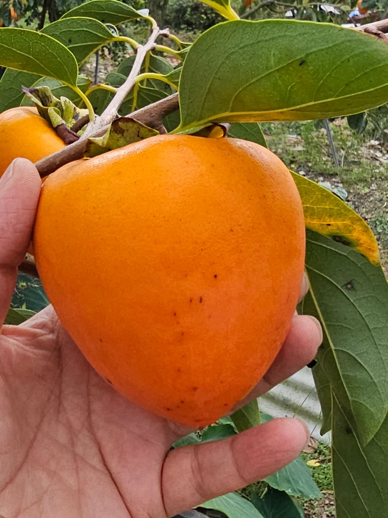 뿌리묘목농원님의 장터 판매 상품 [감나무 야오끼 접목1년생 (특묘 )] 첨부 사진