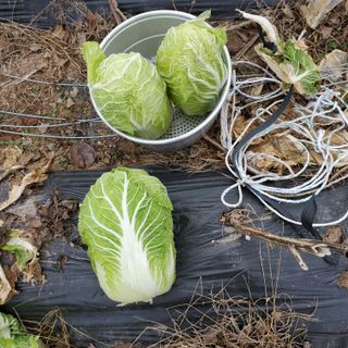 정연섭님의 자유주제 · 자유게시판 작성글 사진
