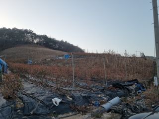 팜모닝회원 정정섭 님의 블루베리 · 자유게시판 작성글 사진