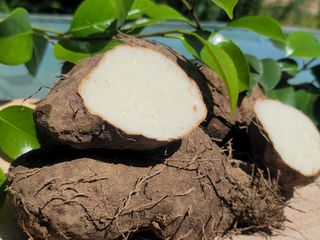 둥근마지기님의 작성글 사진