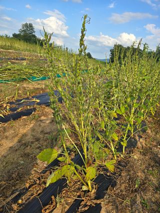 서울농부님의 자유주제 · 자유게시판 작성글 사진