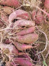 팜모닝 👍올해 나의 최고 자랑은?·참여글 게시글 이미지