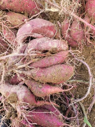 둥근마지기님의 👍올해 나의 최고 자랑은? · 참여글 작성글 사진