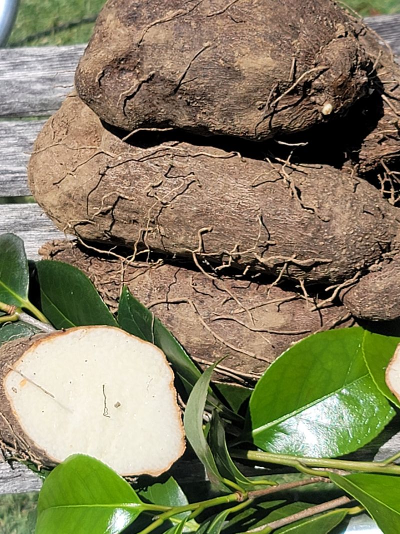 둥근마지기님의 장터 판매 상품 [둥근마 ] 첨부 사진