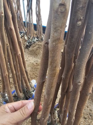 뿌리묘목농원님의 작성글 사진