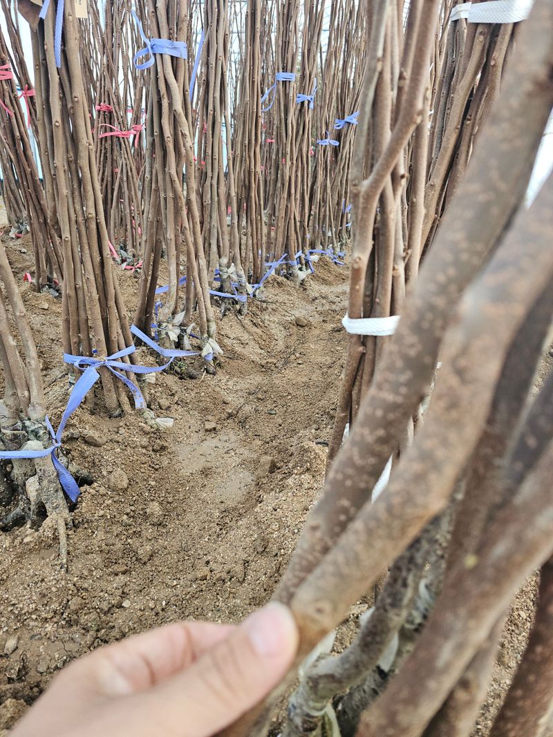 뿌리묘목농원님의 장터 판매 상품 [감나무 차량단감 접목1년생 (특묘)] 첨부 사진