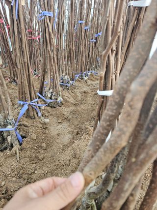 뿌리묘목농원님의 작성글 사진