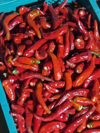 둥근마지기님의 👍올해 나의 최고 자랑은? · 참여글 작성글 사진