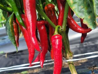 둥근마지기님의 👍올해 나의 최고 자랑은? · 참여글 작성글 사진