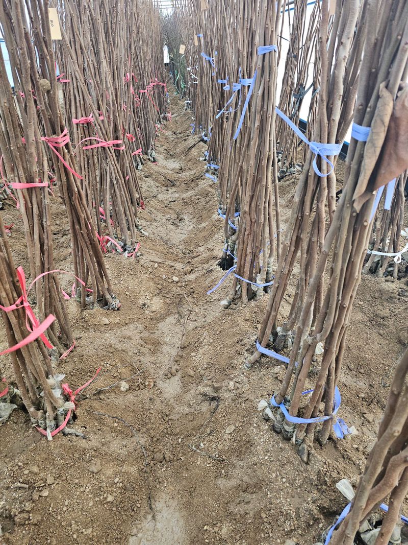 뿌리묘목농원님의 장터 판매 상품 [감나무 둥시 접목1년생 (특묘)] 첨부 사진