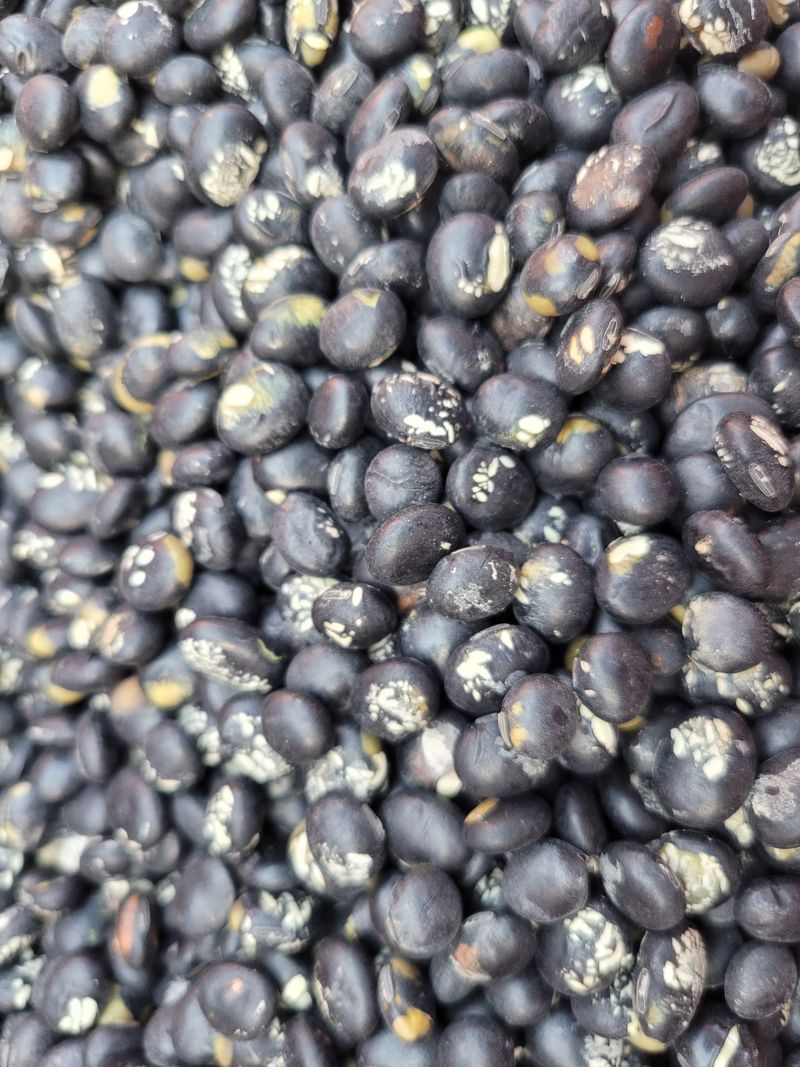 이은호님의 장터 판매 상품 [B급 서리태 판매] 첨부 사진