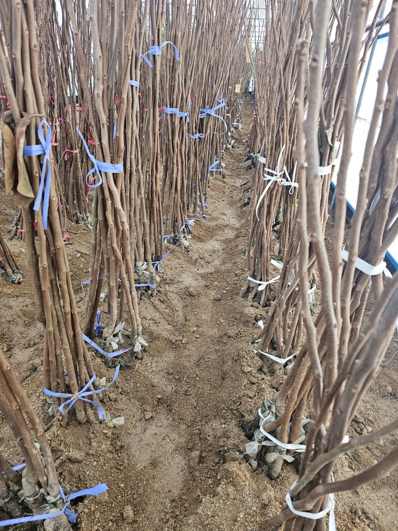 뿌리묘목농원님의 장터 판매 상품 [감나무 둥시 접목1년생 (특묘)] 첨부 사진