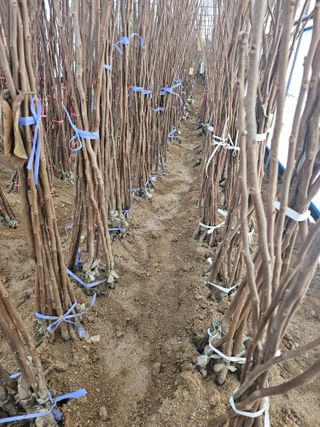 뿌리묘목농원님의 작성글 사진