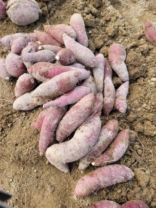 둥근마지기님의 👍올해 나의 최고 자랑은? · 참여글 작성글 사진