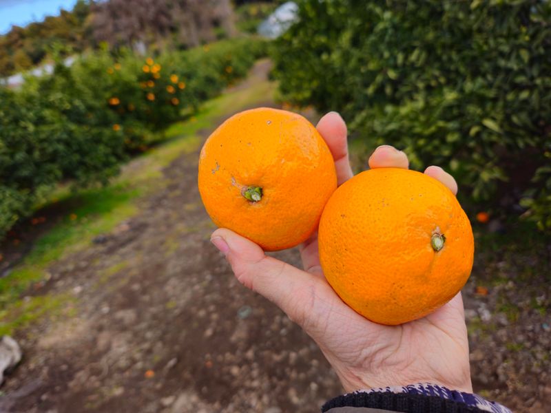 새달귤농장님의 장터 판매 상품 [ (할인.한정판매)상큼하고 달코롬 맛 2.5키로] 첨부 사진