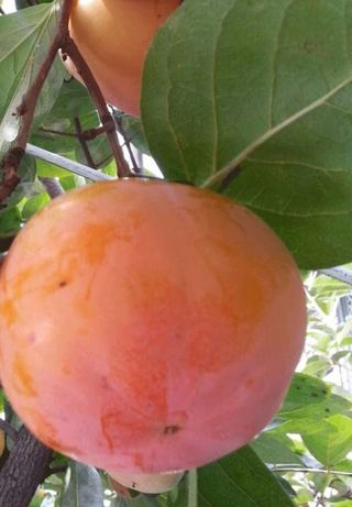 뿌리묘목농원님의 작성글 사진