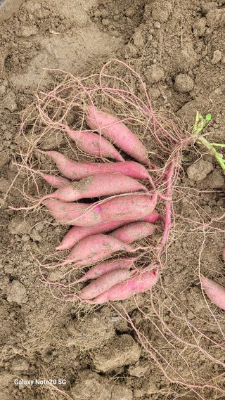 김홍연님의 👍올해 나의 최고 자랑은? · 참여글 작성글 사진