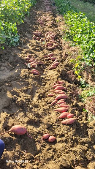 김홍연님의 👍올해 나의 최고 자랑은? · 참여글 작성글 사진