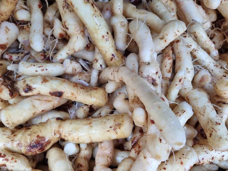 해피니스님의 장터 판매 상품 [건둥굴레 판매합니다.] 첨부 사진