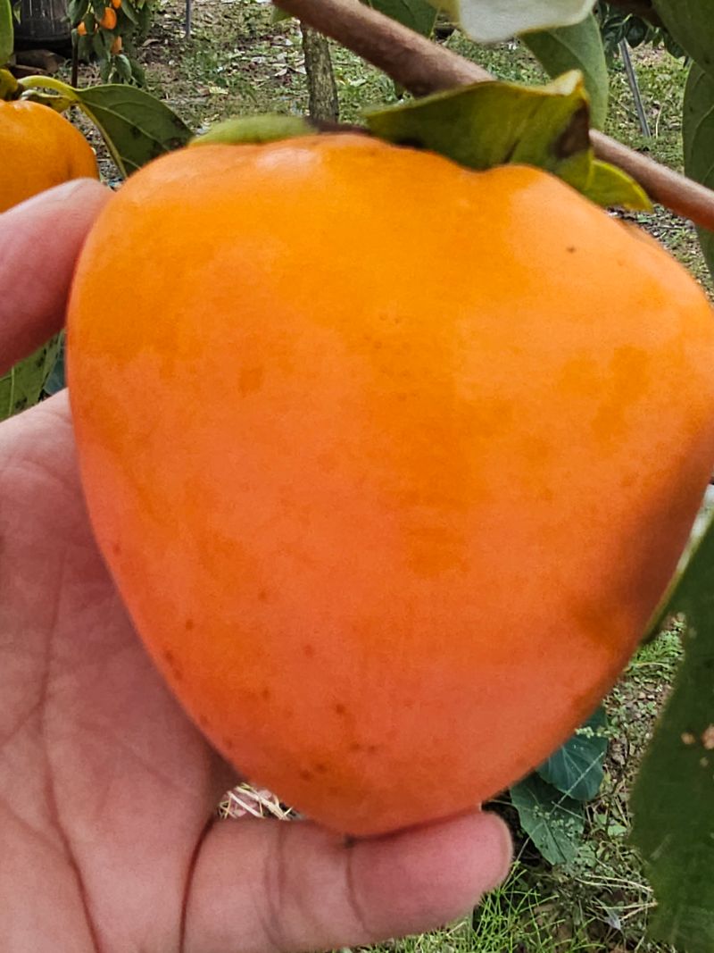 장터 상품 [감나무 야오끼 접목1년생 (특묘 )] 썸네일