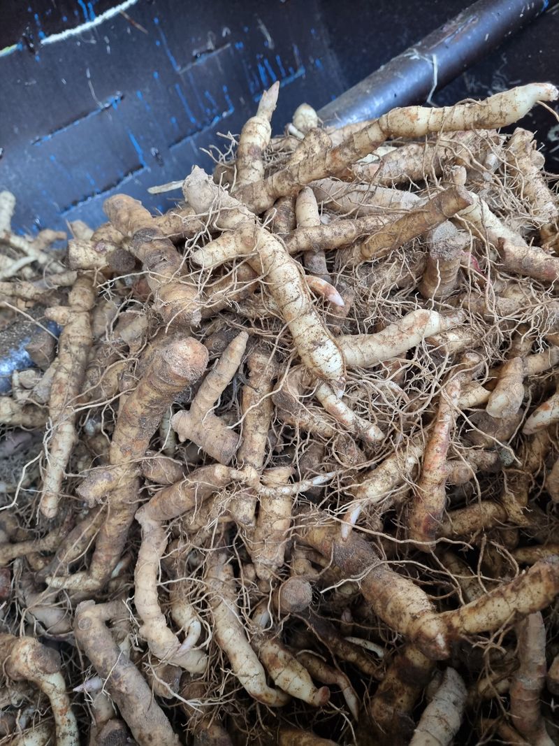 해피니스님의 장터 판매 상품 [건둥굴레 판매합니다.] 첨부 사진