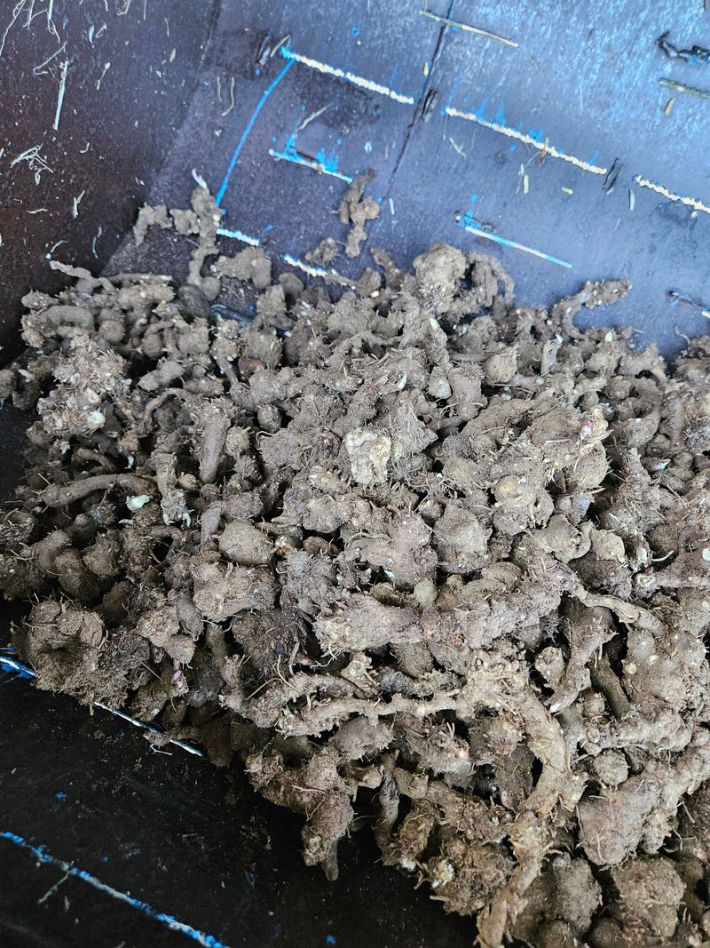 해피니스님의 장터 판매 상품 [백출] 첨부 사진