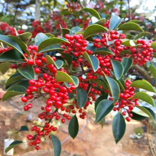 한소현님의 👍올해 나의 최고 자랑은? · 참여글 작성글 사진