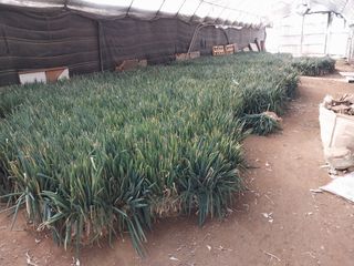 당진시 옥수수님의 농사에 새로운 기회가 주어진다면? · 참여글 작성글 사진