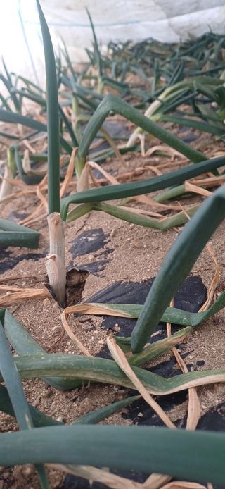 삼성농산님의 자유주제 · 자유게시판 작성글 사진