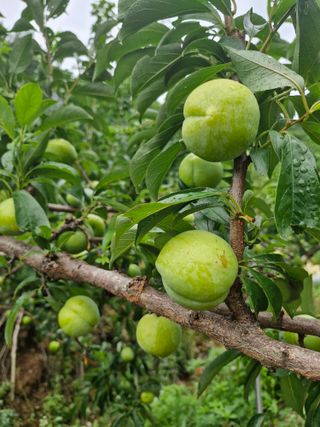 낙엽교목류21691님의 자유주제 · 칭찬해요 작성글 사진
