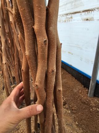 뿌리묘목농원님의 작성글 사진