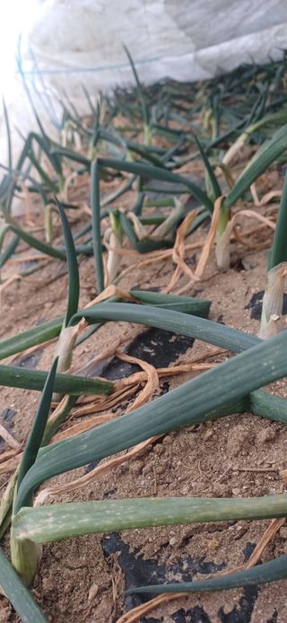 삼성농산님의 자유주제 · 자유게시판 작성글 사진