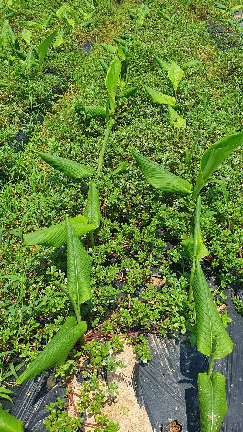 송죽암님의 장터 판매 상품 [강황(울금)가루 판매] 첨부 사진