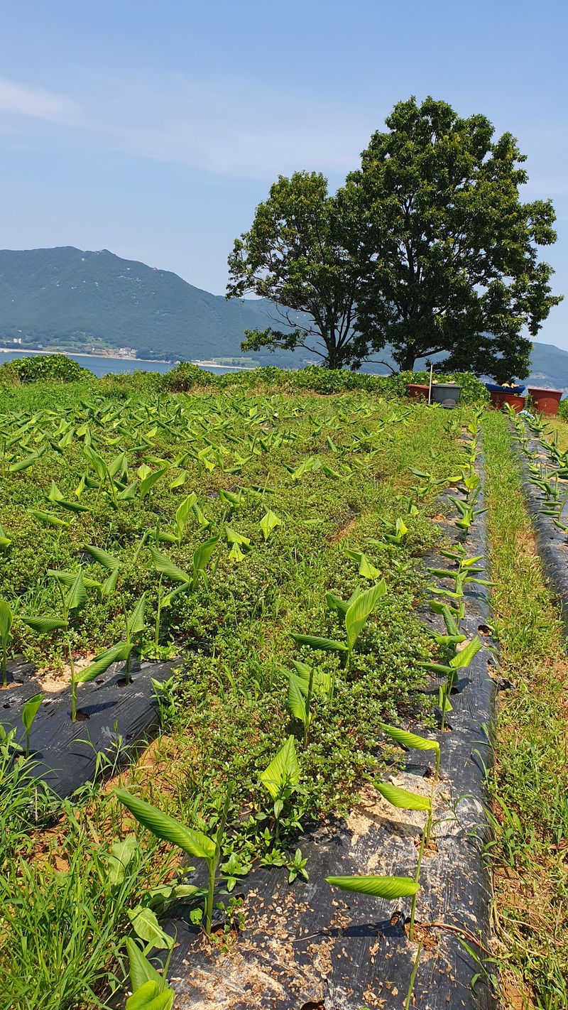 장터 상품 [강황(울금)가루 판매] 썸네일