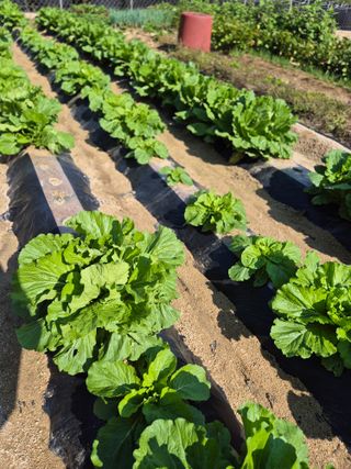 꽃사랑님의 👍올해 나의 최고 자랑은? · 참여글 작성글 사진