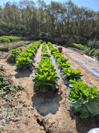 꽃사랑님의 👍올해 나의 최고 자랑은? · 참여글 작성글 사진