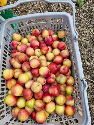 낙엽교목류21691님의 자유주제 · 칭찬해요 작성글 사진