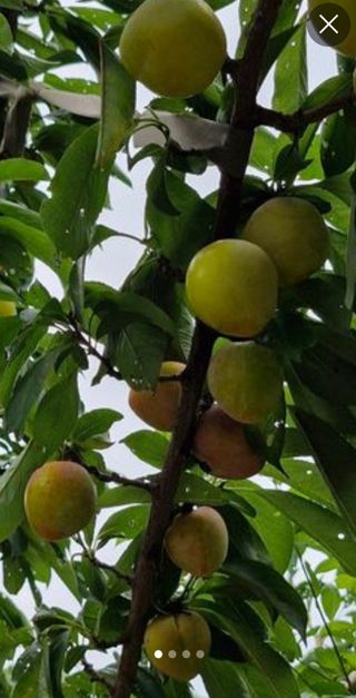 낙엽교목류21691님의 자유주제 · 칭찬해요 작성글 사진