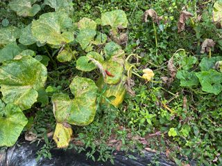 산희농원님의 👍올해 나의 최고 자랑은? · 참여글 작성글 사진