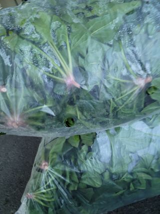 고기만님의 시금치 · 영농일지 작성글 사진