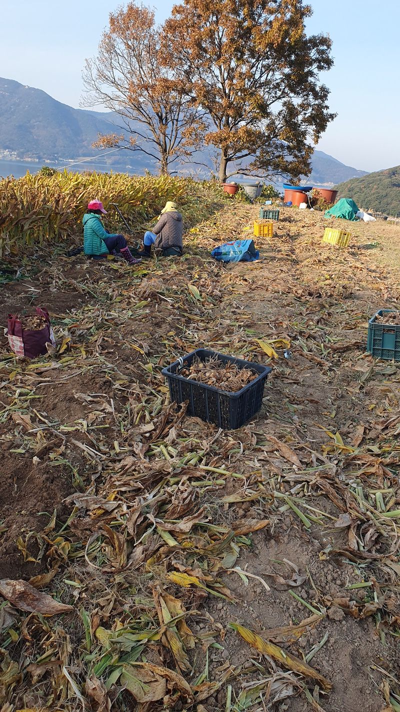 송죽암님의 장터 판매 상품 [강황(울금)가루 판매] 첨부 사진