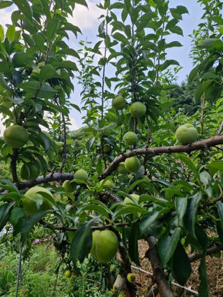 낙엽교목류21691님의 자유주제 · 칭찬해요 작성글 사진